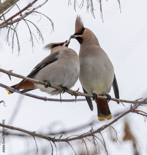 Two waxwings on a tree communicating