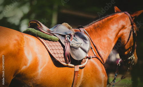 The bay horse is wearing sports equipment - a saddle, saddlecloth and stirrups on a sunny summer day. Equestrian sports and horse riding.