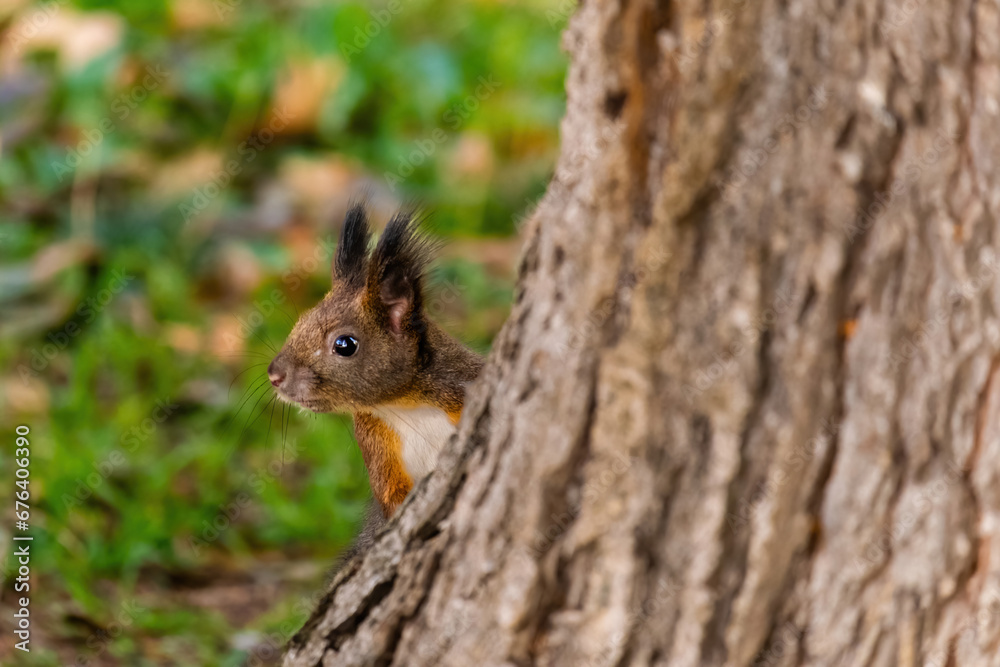 cute young squirrel portrait at park, wildlife