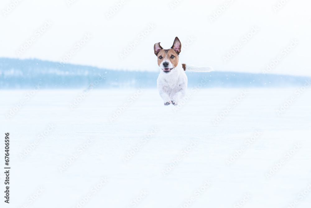 Dog walking under snowfall. Keep dog active during winter season concept Dog walking under snowfall. Keep dog active during winter season concept