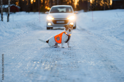 Photography High visibility jacket and LED collar for dogs help to avoid car traffic acciden