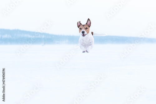 Dog walking under snowfall. Keep dog active during winter season concept