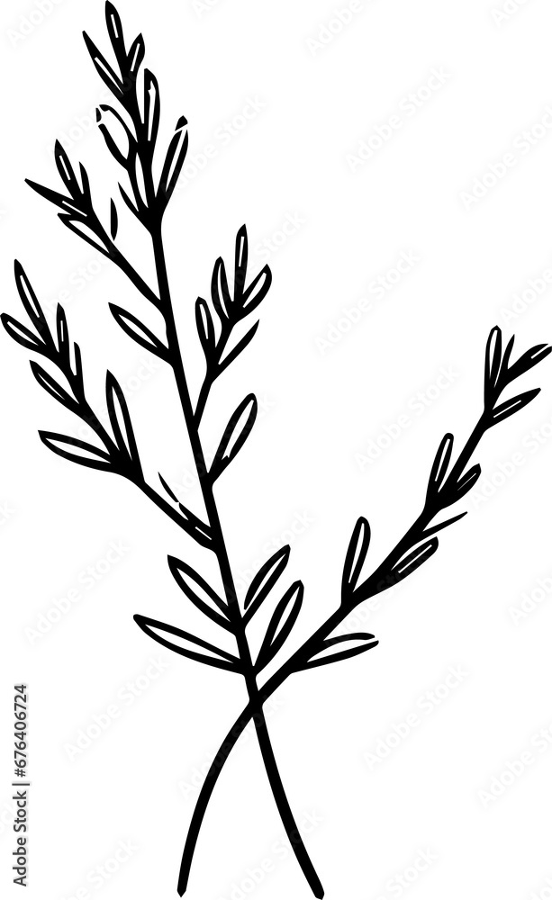 Rosemary stem, a popular image for tattoos Rosemary stem, a popular image for tattoos