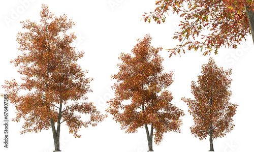 oak, swamp oak, boulevard oak, spree oak, tree fall autumn hq arch viz cutout plant photo