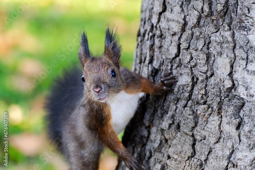 cute young squirrel portrait at park, wildlife © Visualmedia