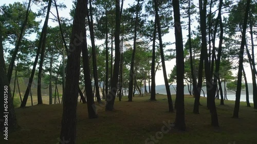 View Through Tall Trees In Coastal Woodland In Ponteceso, A Coruna, Spain. dolly-in photo