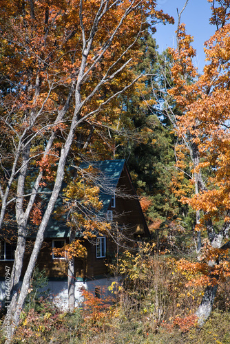 11月の色鮮やかに紅葉している別荘地