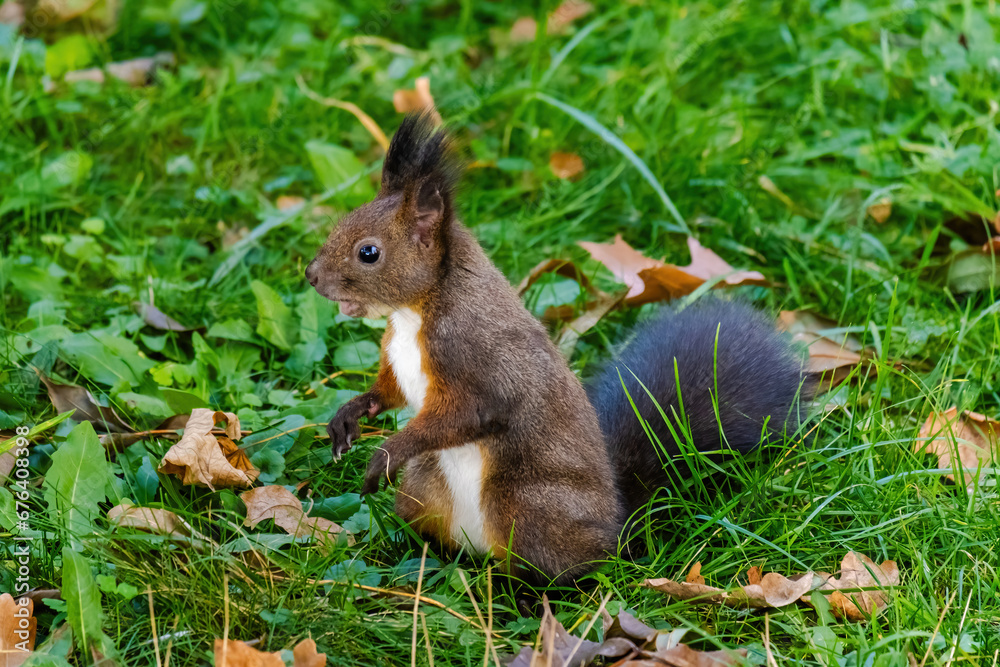 cute young squirrel portrait at park, wildlife cute young squirrel portrait at park, wildlife