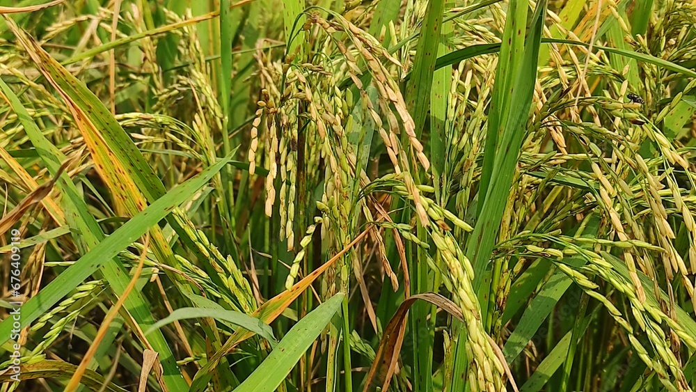 Obraz premium Paddy rice. Close-up to rice seeds in ear of paddy. Beautiful golden rice field and ear of rice.