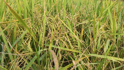 Paddy rice. Close-up to rice seeds in ear of paddy. Beautiful golden rice field and ear of rice.