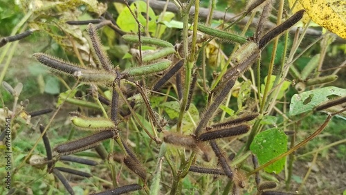 Photography BLACK GRAM LENTIL. Vigna mungo Plant