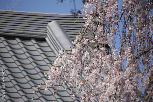 桜越しの瓦屋根