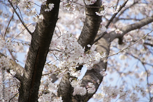 満開の桜
