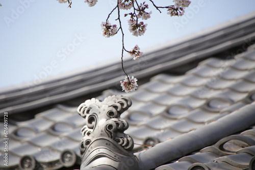 桜の咲く時期