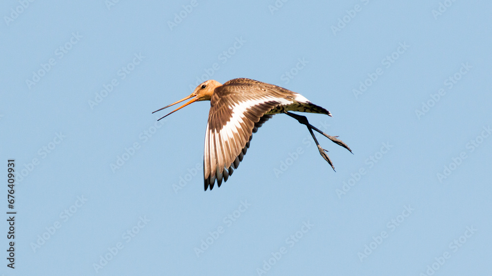 Obraz premium heron in flight