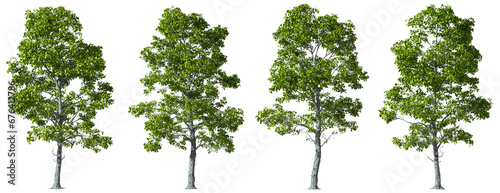 Cutout outside trees woods transparent backgrounds 3d rendering png
