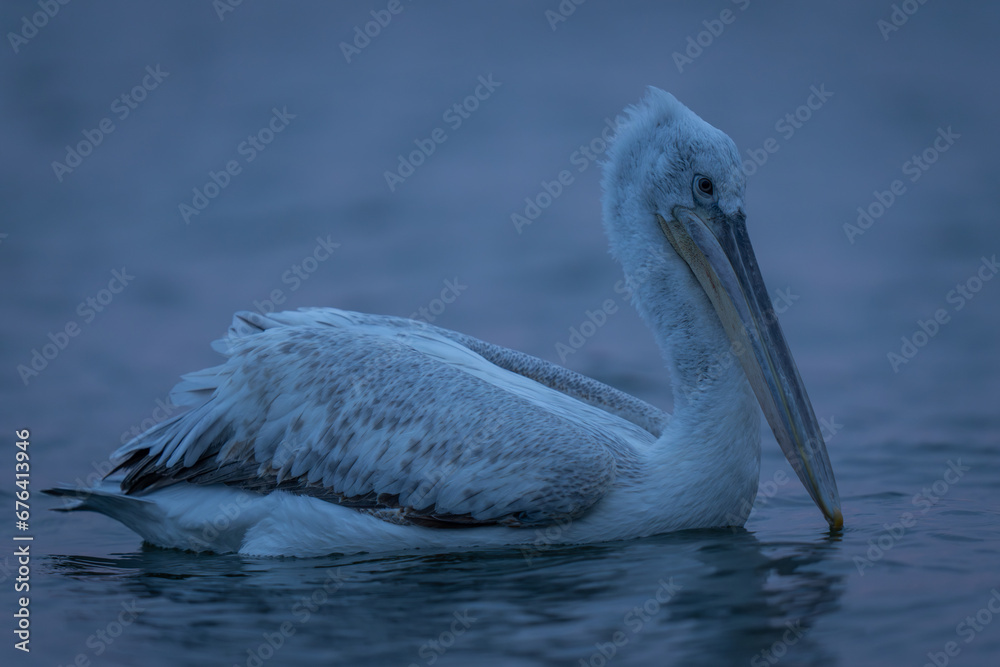 Dalmatian pelican swimming in profile across lake Dalmatian pelican swimming in profile across lake