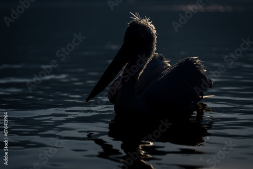 Фотография Dalmatian pelican swimming backlit in smooth water