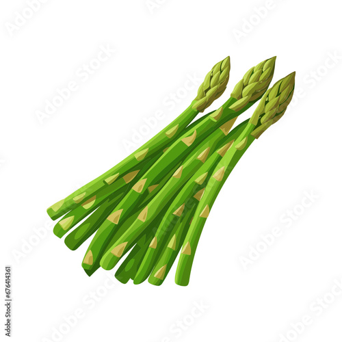 asparagus vector isolated