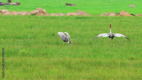 Eastern Sarus Crane  in the meadow. photo