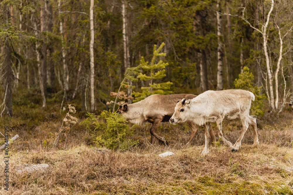 Reindeer in their natural habitat Reindeer in their natural habitat