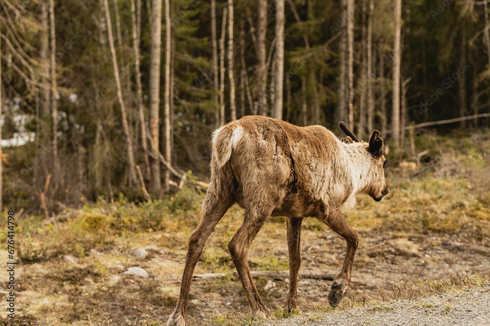 Reindeer in its natural habitat Reindeer in its natural habitat