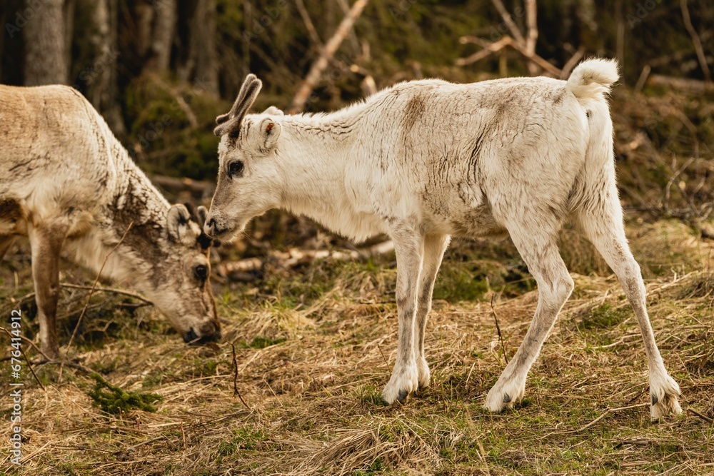 Reindeer in their natural habitat