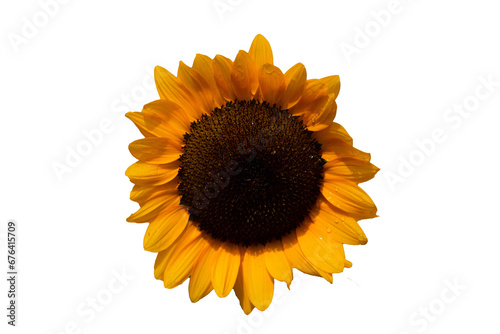 Sunflower on Transparent background cutout, PNG file