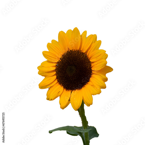 Sunflower on Transparent background cutout, PNG file