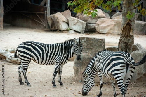 Couple of zebras eating on a zoo.
