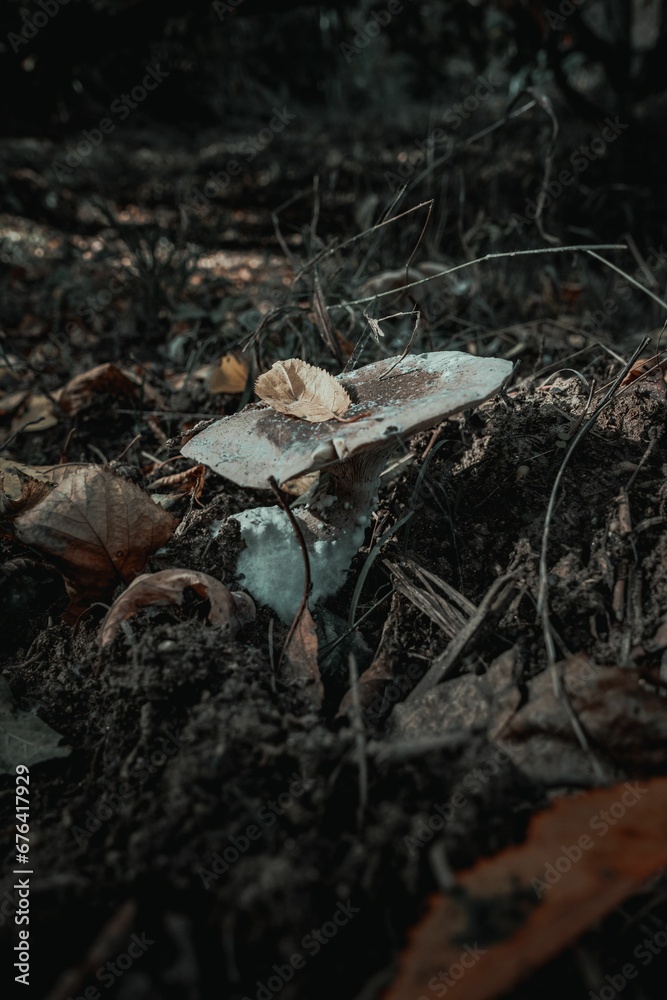 Mushroom with a leaf on it in the evening forest