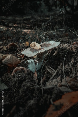 Mushroom with a leaf on it in the evening forest