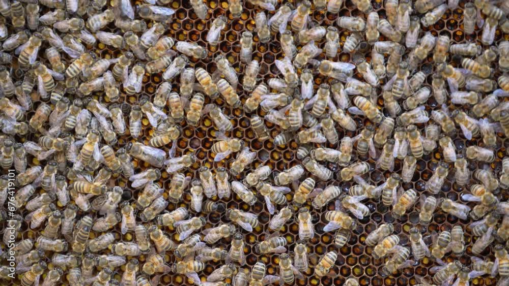 Colony of bees on honeycomb in apiary. Beekeeping in countryside. Many working bees on honeycomb, close up. Detailed shot within a hive in a honeycomb, wax cells with honey and pollen. Honey in combs Colony of bees on honeycomb in apiary. Beekeeping in countryside. Many working bees on honeycomb, close up. Detailed shot within a hive in a honeycomb, wax cells with honey and pollen. Honey in combs