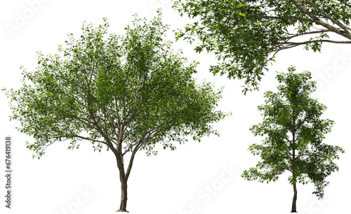 Canvas Print oak, swamp oak, boulevard oak, spree oak, tree summer hq arch viz cutout plant