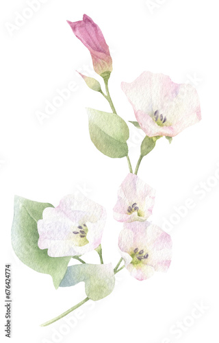 A creeper branch with pink flowers, buds and green leaves hand drawn in watercolor. Isolated floral image.