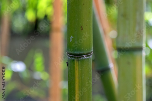 Close Up Detailed Bamboo At Amsterdam The Netherlands 24-3-2023