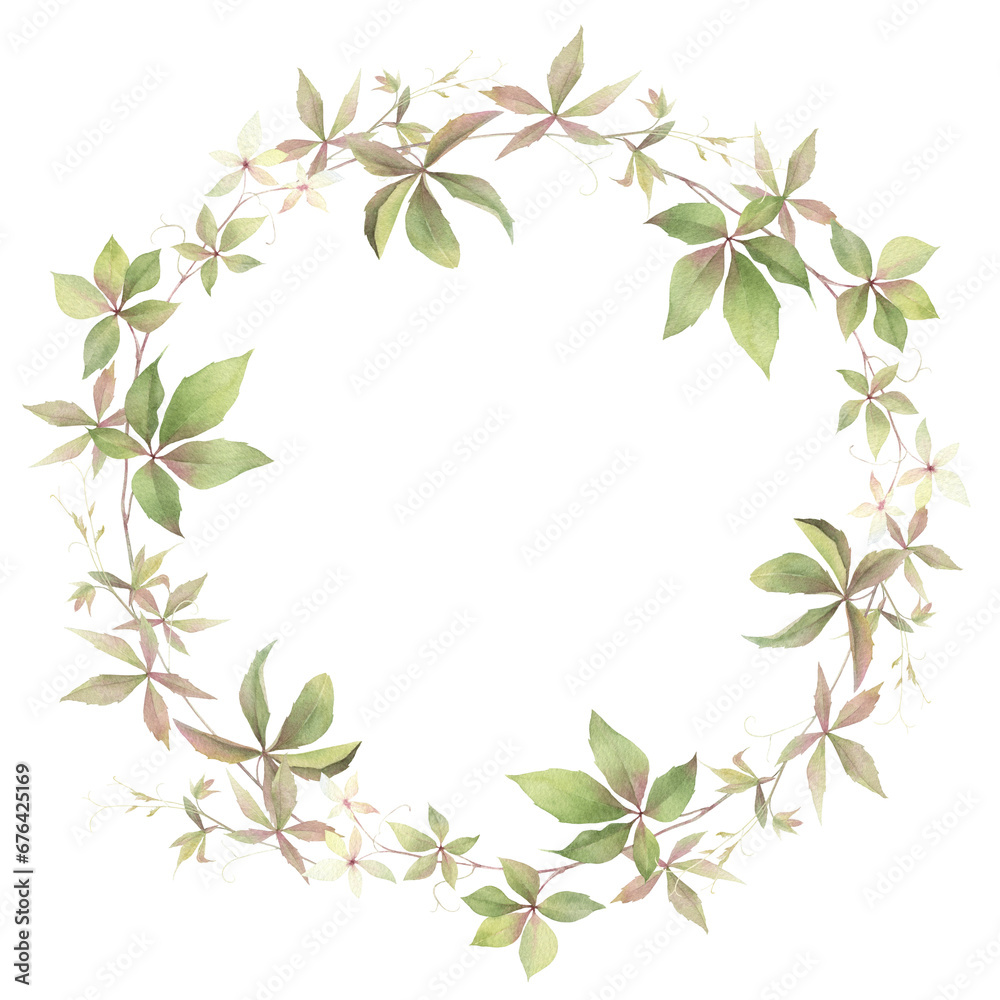 A floral wreath of green leaved branches of a maiden grape hand drawn in watercolor. Isolated image. Floral watercolor illustration. A floral wreath of green leaved branches of a maiden grape hand drawn in watercolor. Isolated image. Floral watercolor illustration.