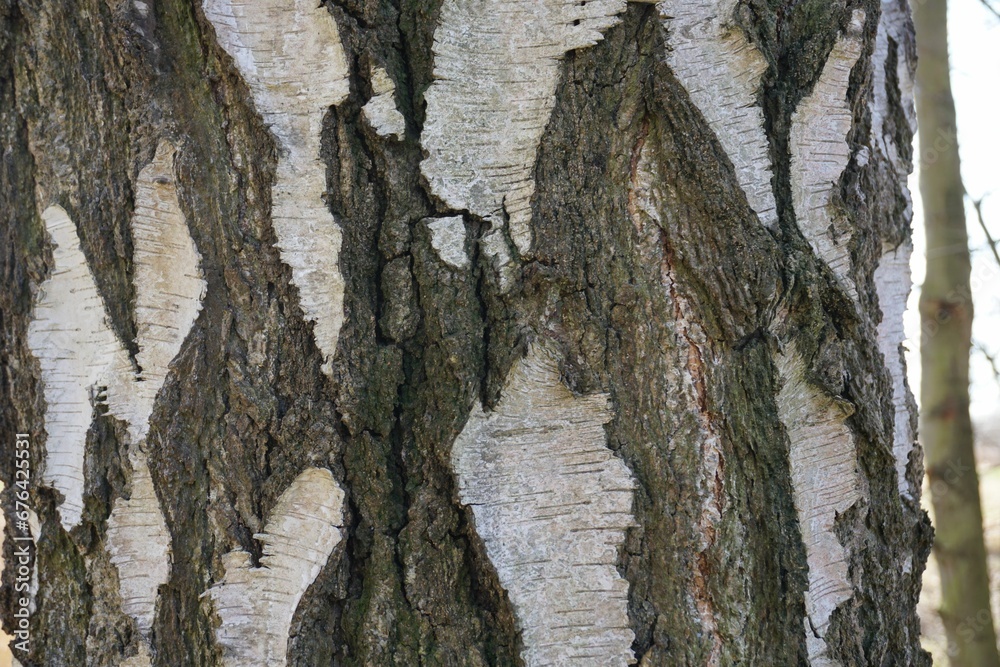 Closeup shot of the old brown bark of the tree in the forest