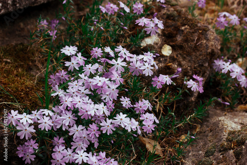 Beautiful Phlox subulata small purple flowers in bloom. Floral background. Growing perennial flowering plants in the garden. Creeping flowering plant, violet moss phlox. Stone garden in sspringtime.