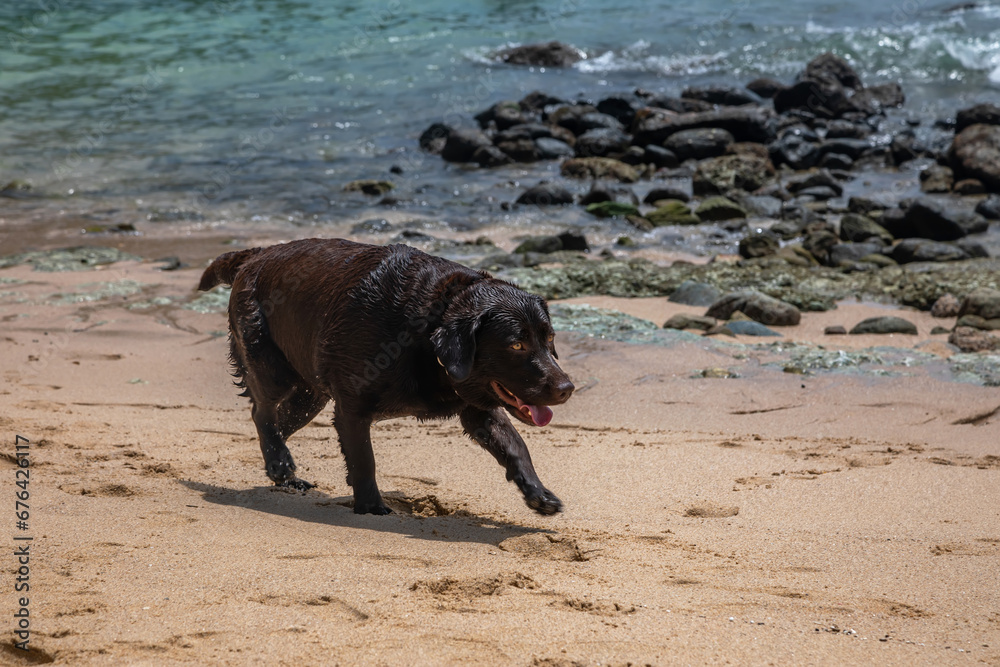 A beautiful black dog runs along the beach. Yellow sand. Sunny day. A beautiful black dog runs along the beach. Yellow sand. Sunny day.