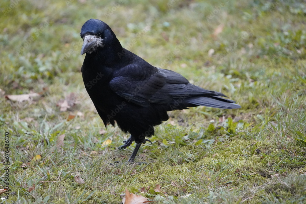 Obraz premium Rook (Corvus frugilegus) family Corvidae, foraging. Here as a winter guest from Russia from the end of October to the end of March. Hanover, Germany.