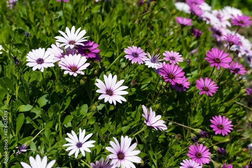 Closeup shot of blooming purple African daisy flowers