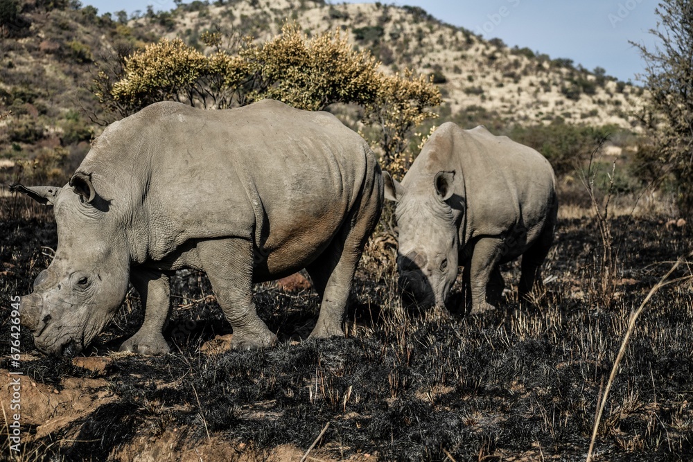 Big Southern white rhinoceros in their natural habitat