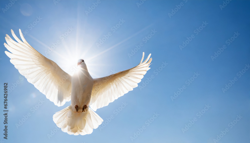 Obraz premium White dove flies in front of the sun in blue sky