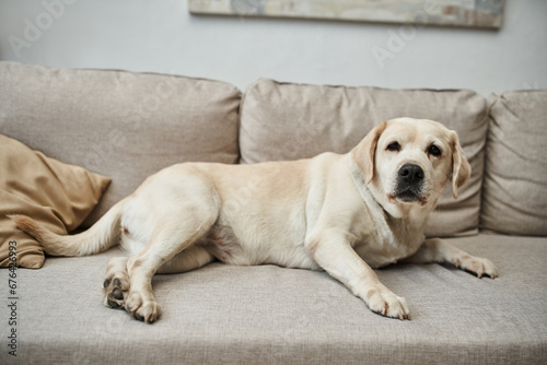 animal companion, cute labrador lying on comfortable sofa in living room inside of modern apartment