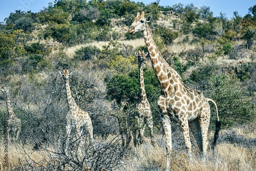 Group of giraffes in the field on a sunny day © Wirestock