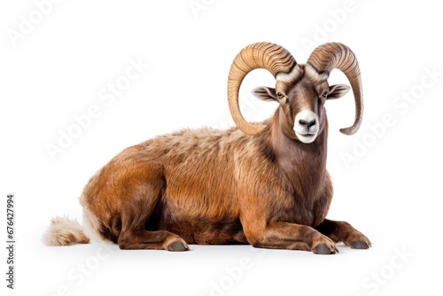 Canvas Print mountain goat on a white background