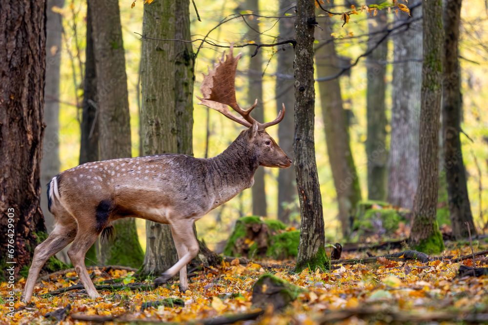 European Fallow Deer- Dama dama, large beautiful iconic animal from European forests and meadows, White Carpathians, Czech Republic. European Fallow Deer- Dama dama, large beautiful iconic animal from European forests and meadows, White Carpathians, Czech Republic.