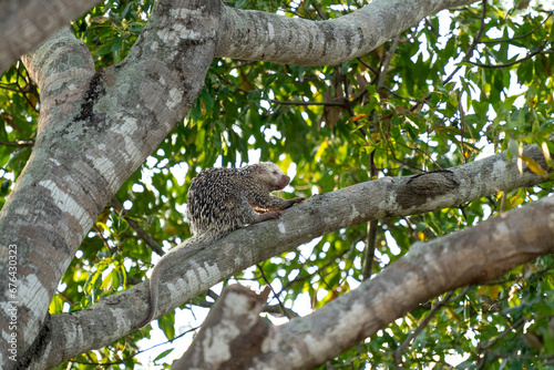 Brazilian porcupine on tree in brazilian Pantanal
