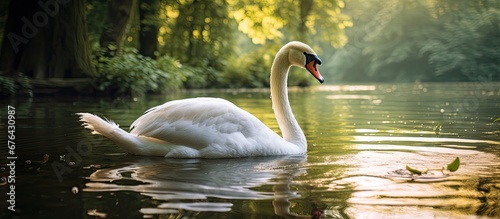 In the serene beauty of nature a white swan perched gracefully on the shore of a tranquil lake captivating the park visitors with its elegance and adding to the thriving fauna and wildlife i